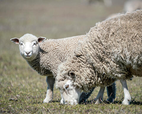 Curious Lamb