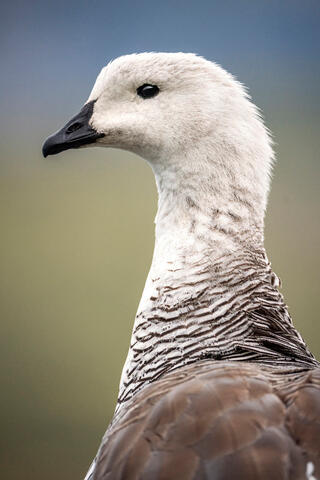 Gregarious Goose
