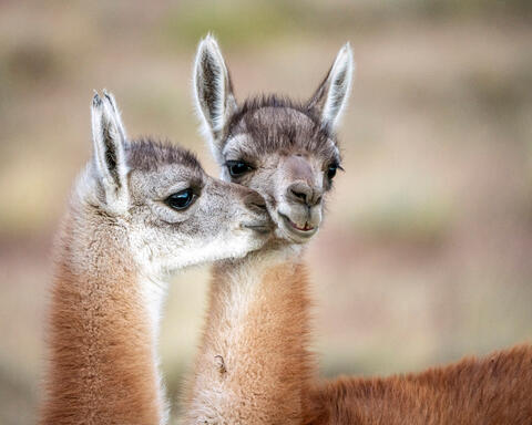 Guanaco Kisses