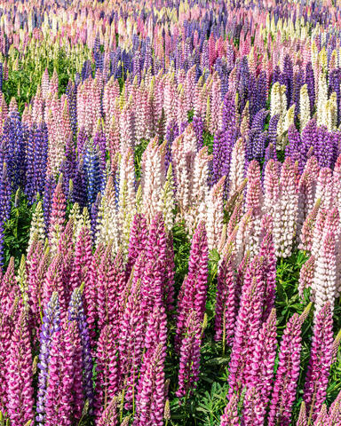 Lupine Portrait