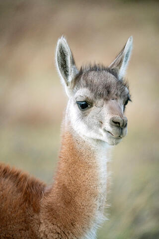 Young Guanaco