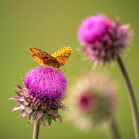 Aphrodite Fritillary
