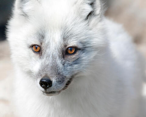 Arctic Fox