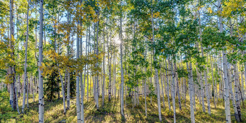 Trees and Forests