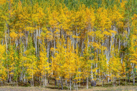 Yellow and Gold