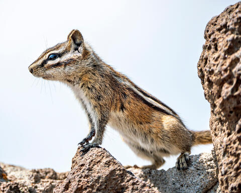 Chipmunk