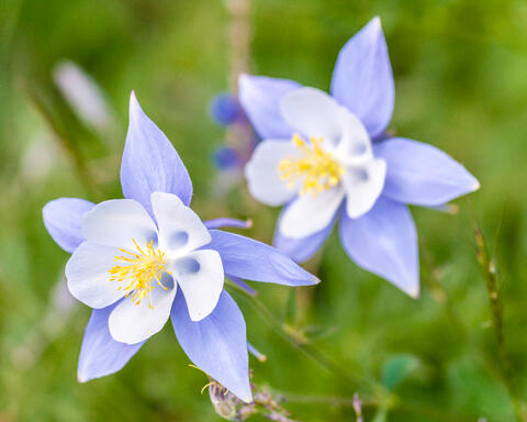 Columbines