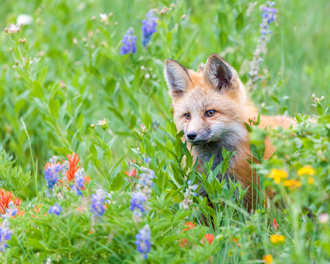 Fox and Flowers