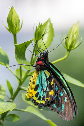 Green Birdwing