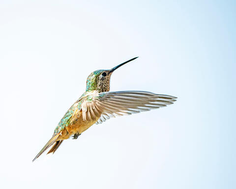 Hummingbird in Flight