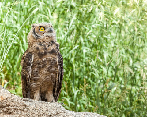 Juvenile Great Horned Owl