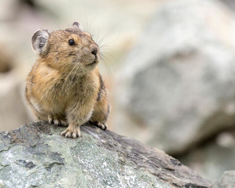 Pika