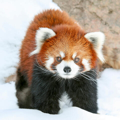 Red Panda in the Snow