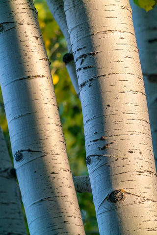 Surreal Aspen