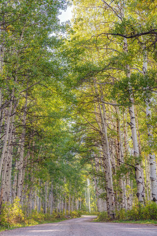 Colorado, USA, America, travel, Aspen, landscape, nature, green, white, tree, trees, forest, Crested Butte, hike, camp, road, path, portrait, path
