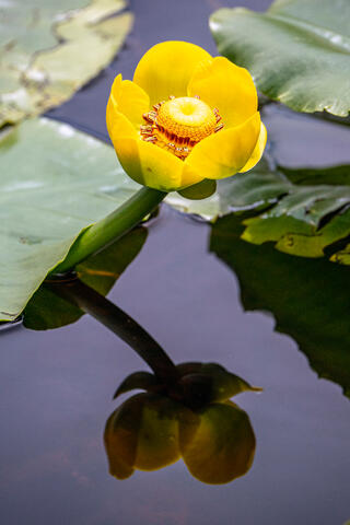 Yellow Pond Lily 2