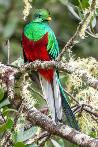 Resplendent Quetzal 2