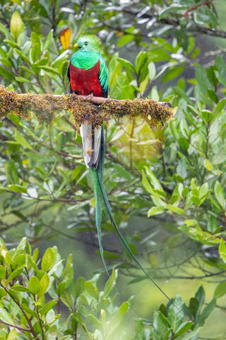 Resplendent Quetzal