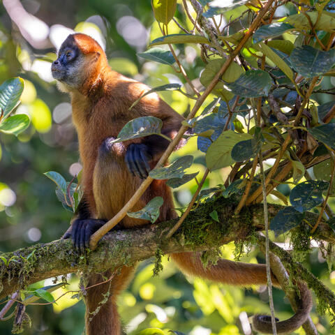 Spider Monkey