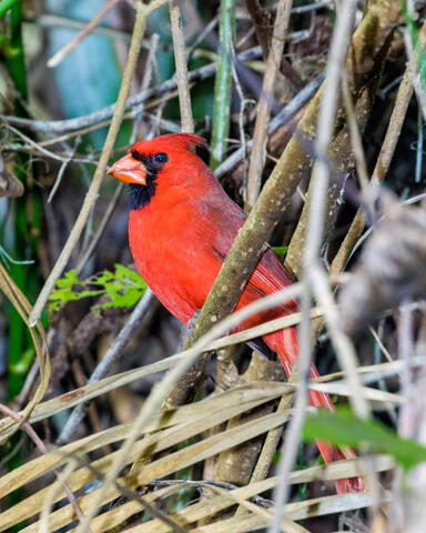Beautiful Cardinal