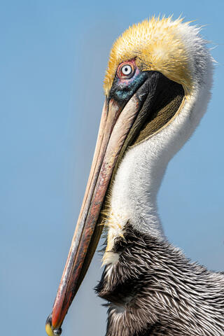 Brown Pelican