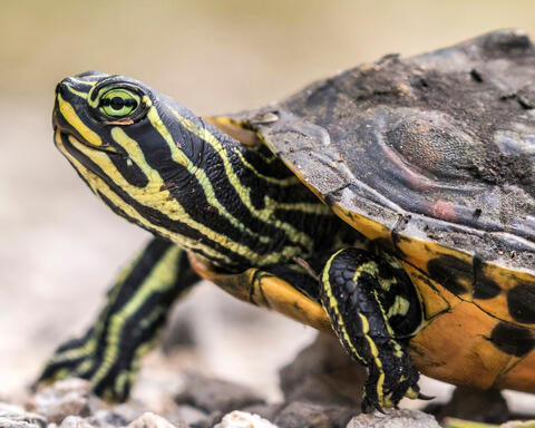 Coastal Plain Cooter