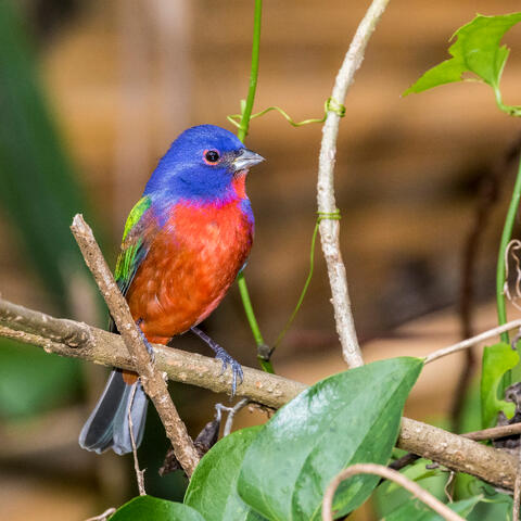 Painted Bunting