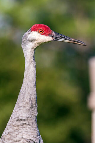 Sandhill Crane Profile