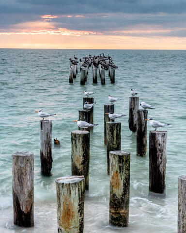 Sea Birds at Abandoned Pier