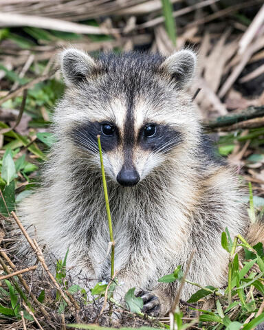 Young Raccoon