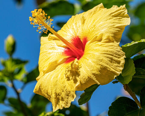 Hawaiian Hibiscus