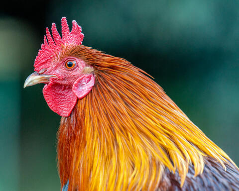 Kaua'i's Official Bird