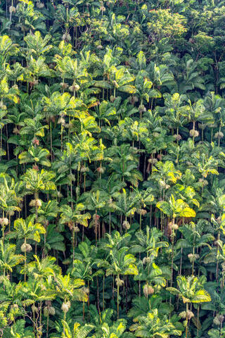 Palms Portrait
