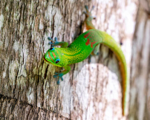 Smiling Gecko