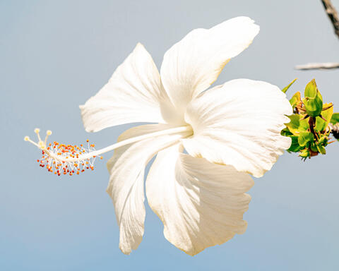 White Hibiscus