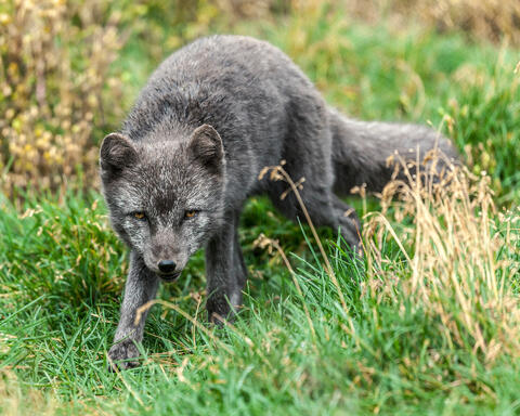 Icelandic Arctic Fox