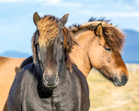 Icelandic Horses