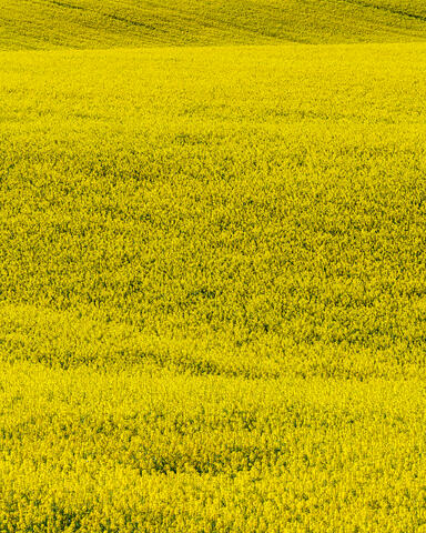 Canola Portrait