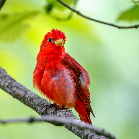 Juvenile Cardinal Square