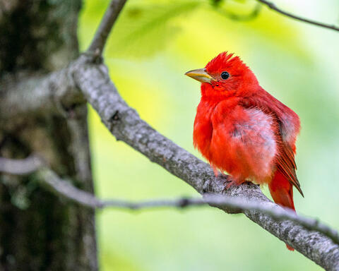 Juvenile Cardinal