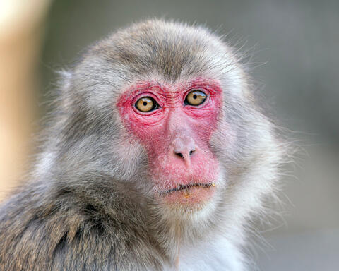 Takasakiyama Macaque