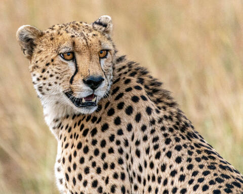 Cheetah Close Up