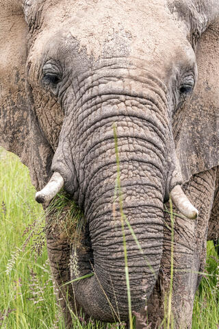 Elephant Close-up