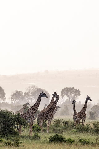 Giraffes in the Rain