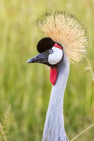 Grey Crowned Crane