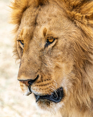 Headshot