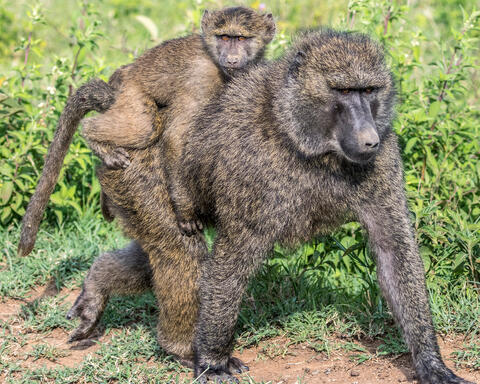 Hitching a Ride