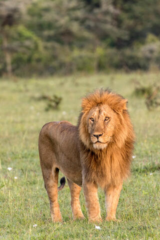 Leader of the Pride