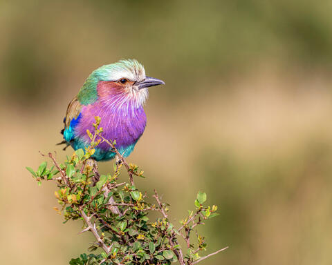 Lilac Breasted Roller