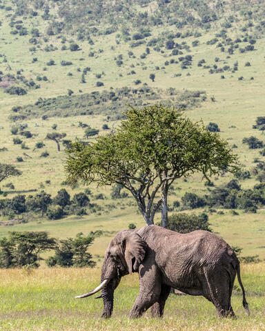 Lonely Elephant